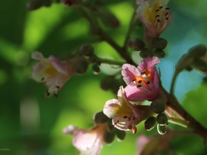 Spring, chestnut, Flowers