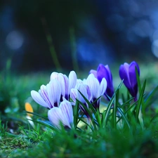 Spring, crocuses, Flowers