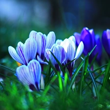 Spring, crocuses, Flowers