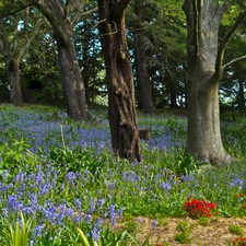 Spring, forest, Flowers