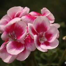 geranium, Spring