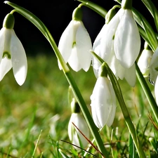 Spring, snowdrops, grass