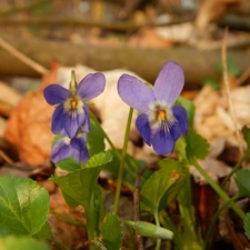 Spring, Violets, Leaf