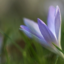 lilac, Colourfull Flowers, Spring, crocus