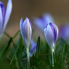 lilac, Flowers, Spring, crocuses