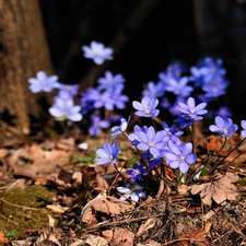 Liverworts, Spring