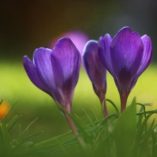 purple, Flowers, Spring, crocuses