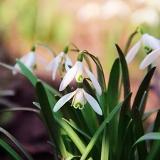 snowdrops, Spring