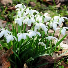 snowdrops, Spring