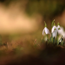 snowdrops, Flowers, Spring, White