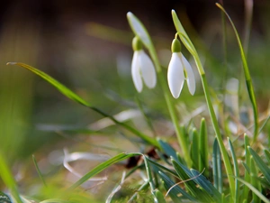 snowdrops, Spring