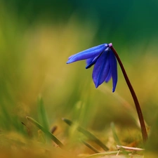 Siberian squill, Colourfull Flowers, Spring, blue