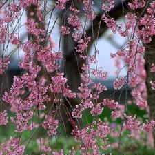 Spring, flourishing, trees