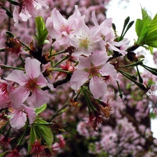 Spring, flourishing, trees