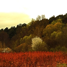 trees, grass, Spring, viewes