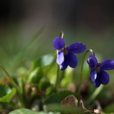 Violets, Flowers, Spring, fragrant