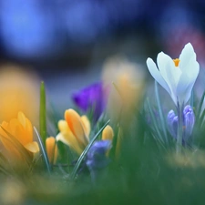 White, Colourfull Flowers, Spring, crocus