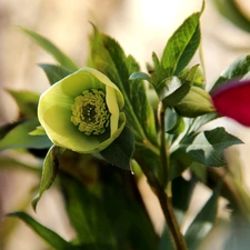 Yellow, Flowers, Spring, Anemones