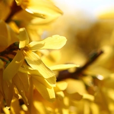 Yellow, forsythia, Spring, Flowers