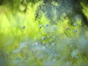 spruce, Forget, Flowers