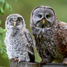 Owls, twig, spruce, owls of moss