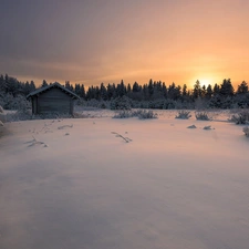 viewes, Snowy, cote, trees, winter, Spruces, Sunrise