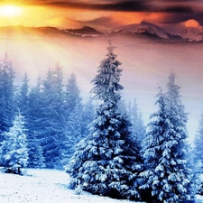 Spruces, winter, rays, sun, Mountains