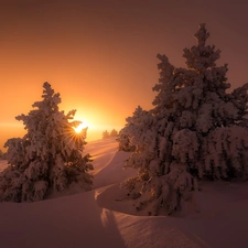 winter, Great Sunsets, Spruces, snow