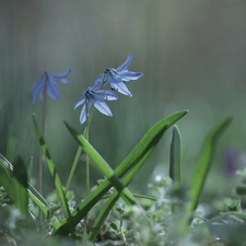 Siberian squill, Blue, Flowers, rapprochement