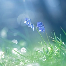 Siberian squill, Flowers, rapprochement, Blue