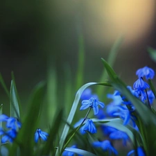squill, Blue, Flowers