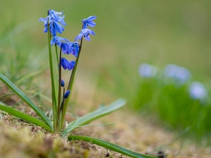 Flowers, leaves, blur, squill