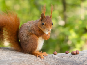 Ginger, trunk, nuts, squirrel