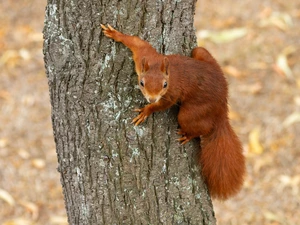 Ginger, trees, trunk, squirrel
