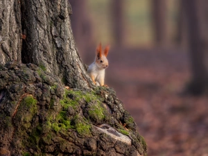 squirrel, trunk, trees