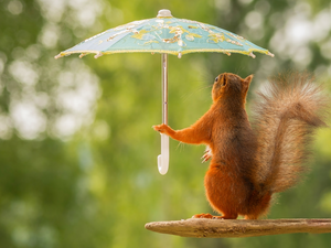 squirrel, umbrella