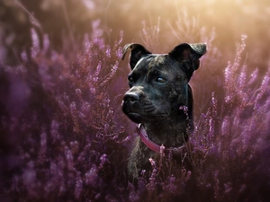 dog, muzzle, heathers, Staffordshire Bull Terrier