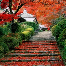 Stairs, Leaf, Japan, trees, house