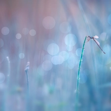 Bokeh, dragon-fly, stalk