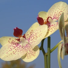 stalk, orchid, flakes