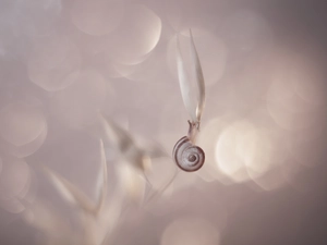 snail, grass, Close, stalk