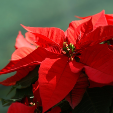 Colourfull Flowers, star of Bethlehem, poinsettia, red hot