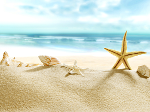 Shells, starfish, Beaches, sea, summer