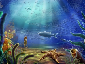 starfish, Ocean, fish