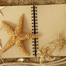 starfish, Fascilice, Shells