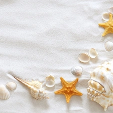 starfish, Sand, Shells