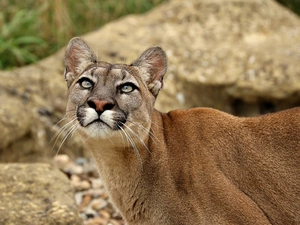 staring, cougar