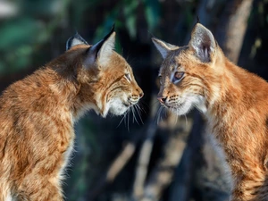 lynx, Two cars, staring