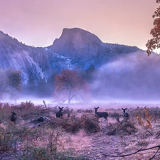 California, The United States, Yosemite National Park, Mountains, viewes, deer, Fog, trees, autumn