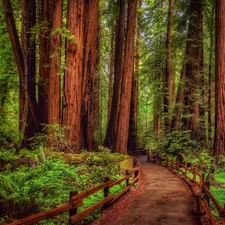 California, The United States, forest, trees, Way, Redwood National Park, redwoods, fern, viewes